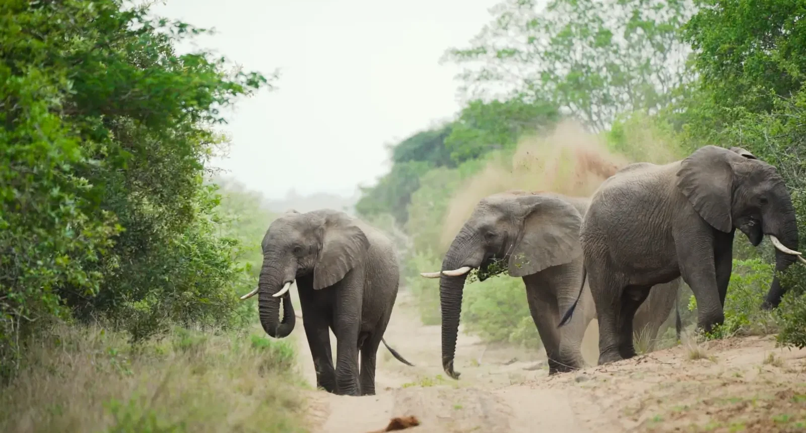 Elephants in Africa - Kilpin Safari