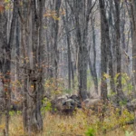 African Parks - Malawi - Kilpin Safari