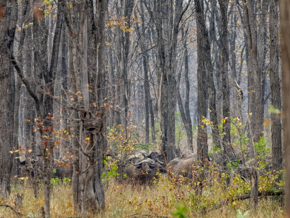 African Parks - Malawi - Kilpin Safari