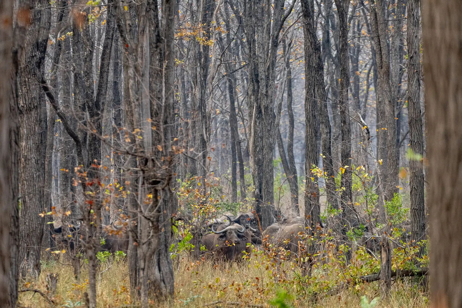 African Parks - Malawi - Kilpin Safari