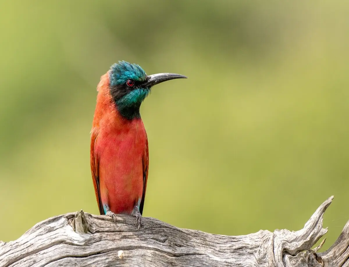 Bird - Kilpin Safari