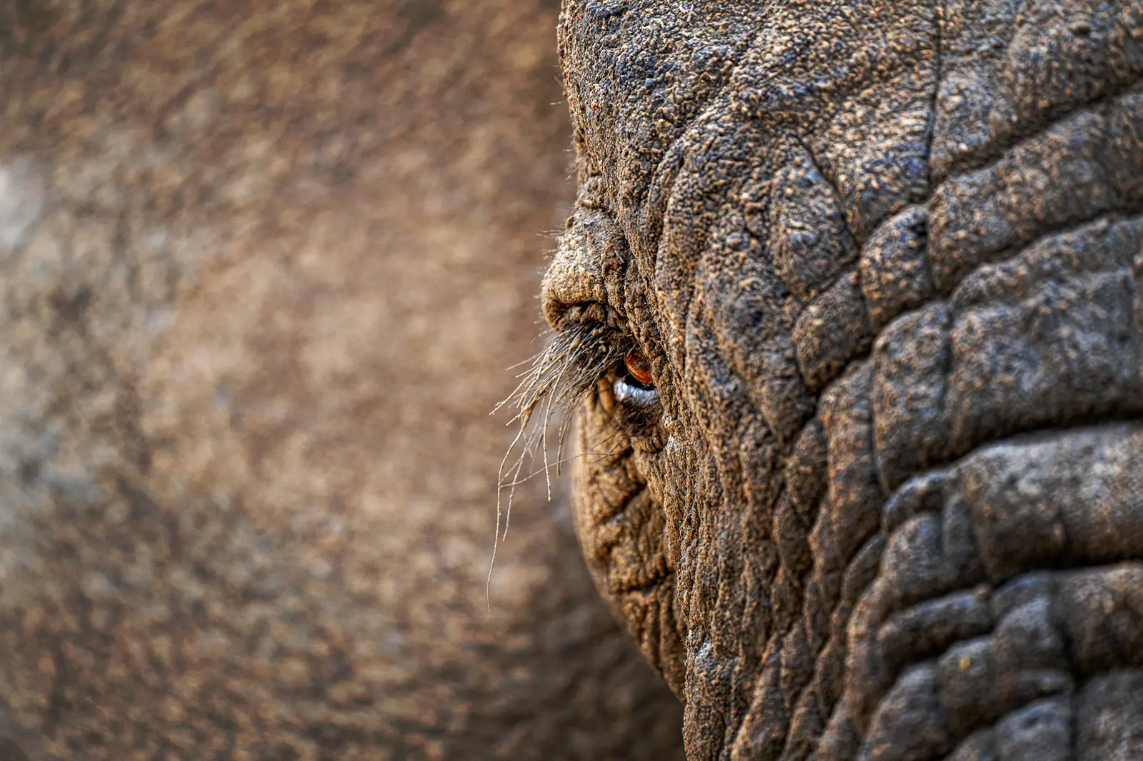 Elephant Closeup - Kilpin Safari
