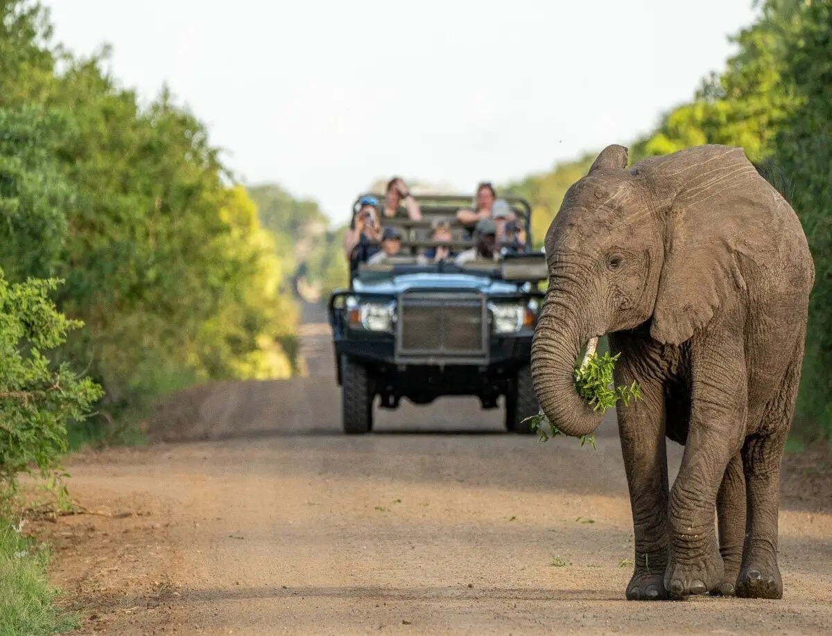 Safari Planning - Kilpin Safari