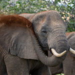 Elephant dust-bathing - Kilpin Safari