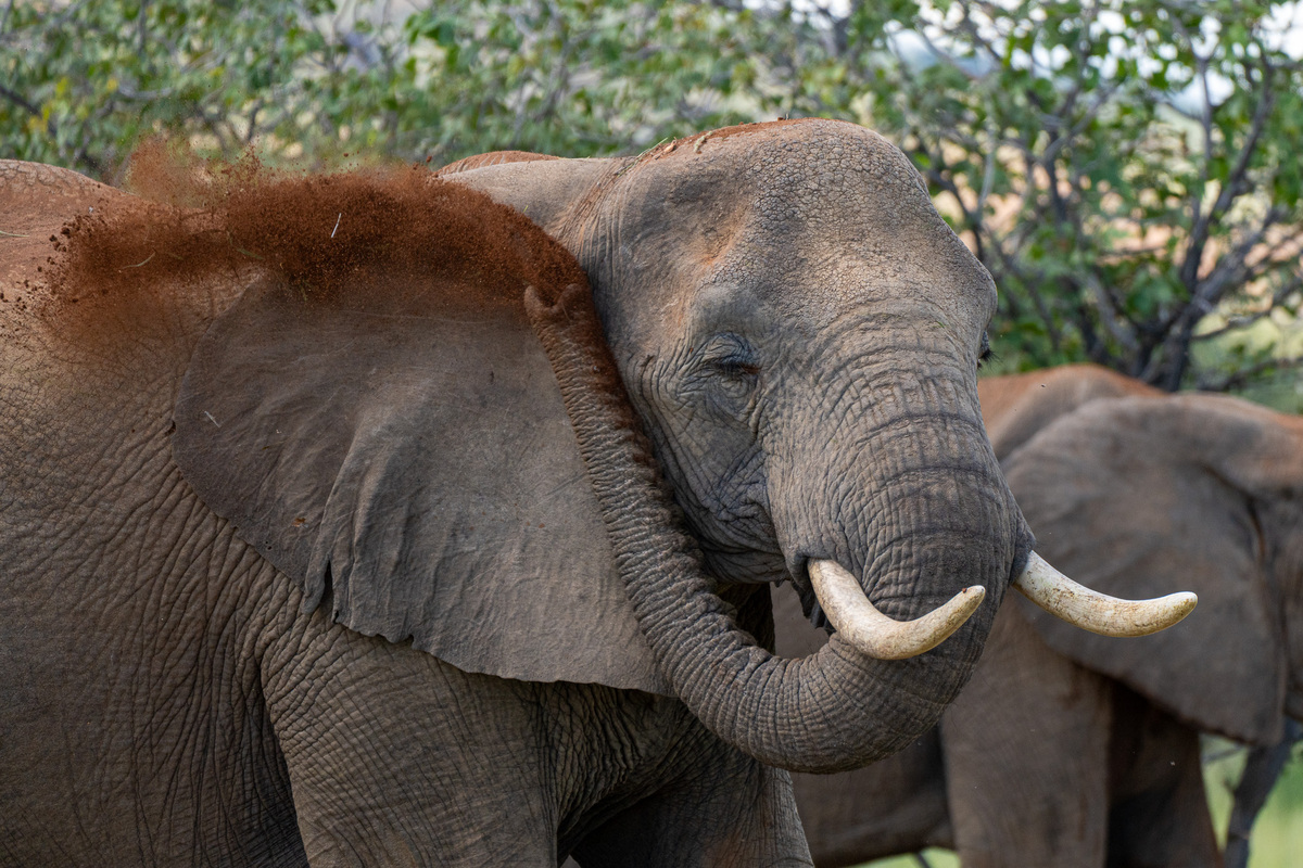 Elephant dust-bathing - Kilpin Safari