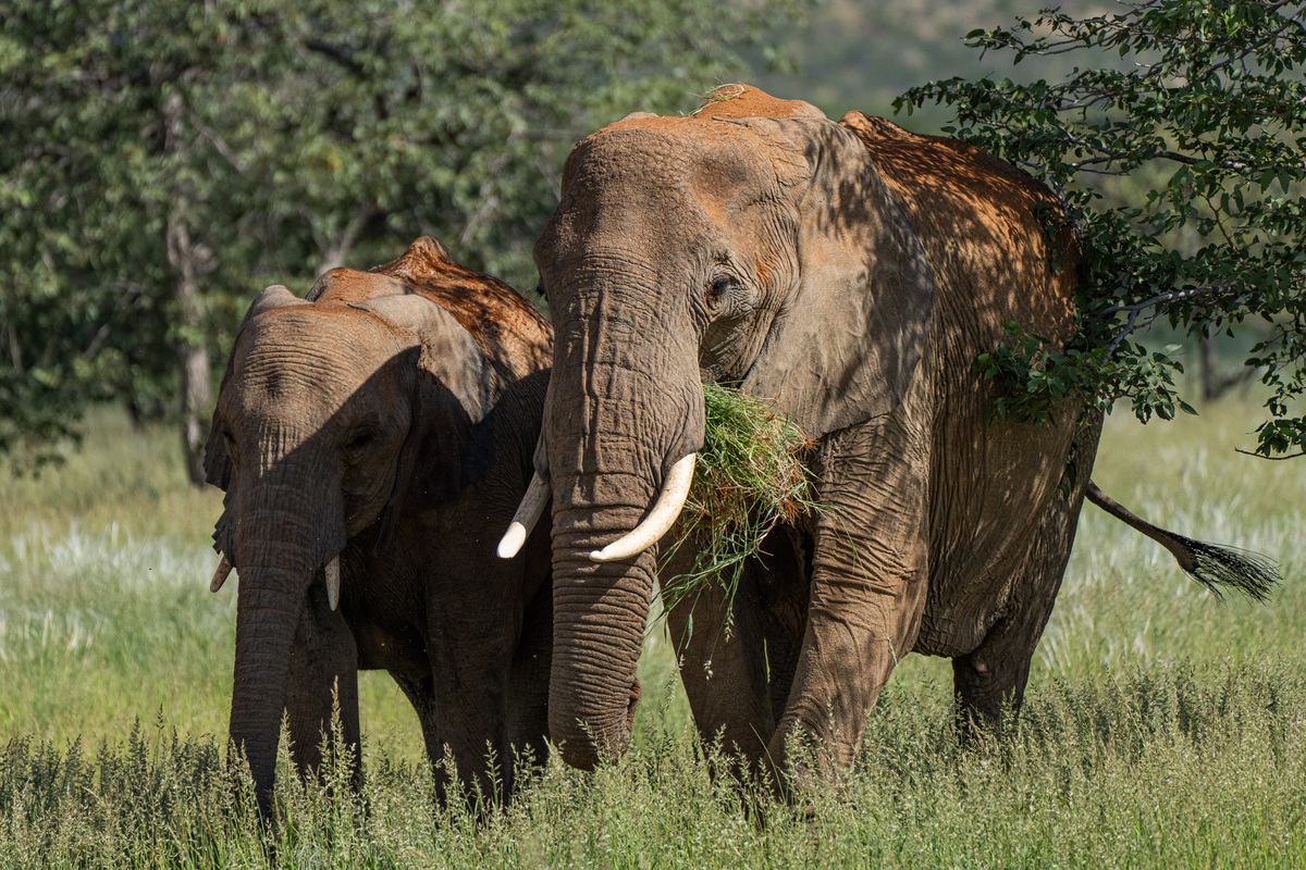 Elephant with mouth stuffed full of grass. A sure sign of the green season!