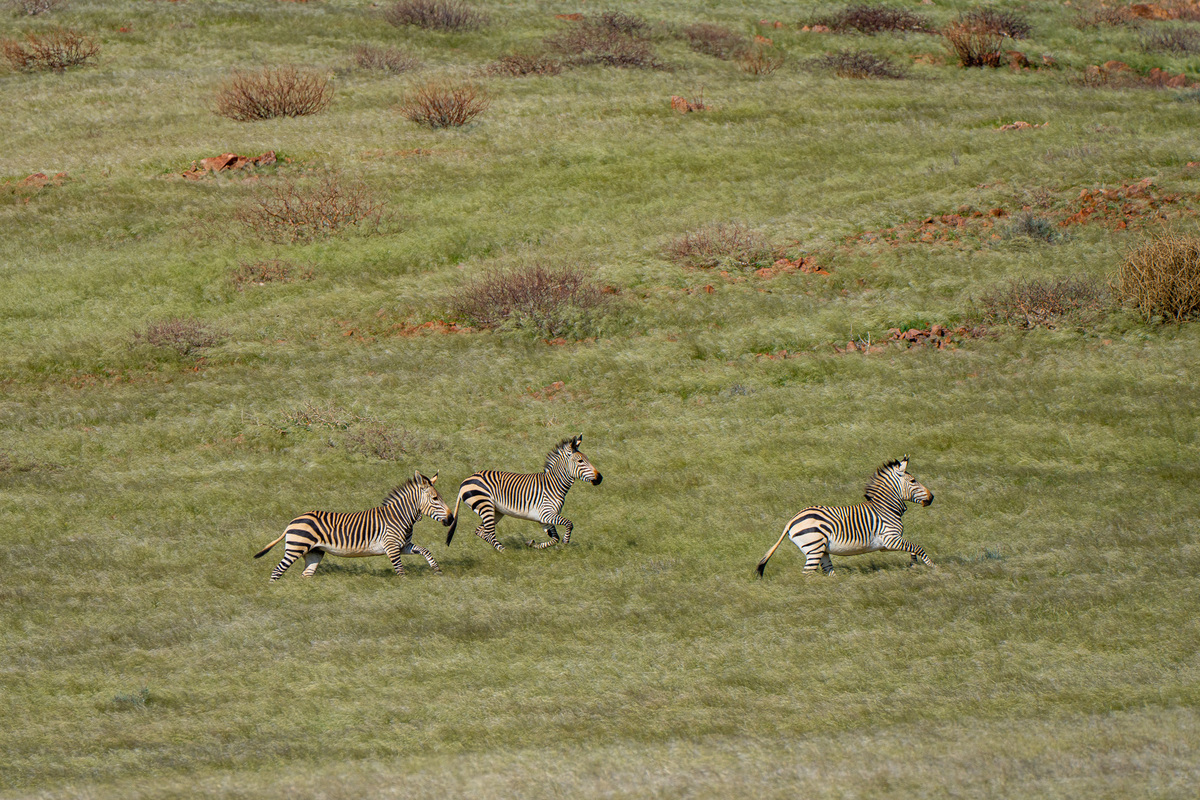 Hartmann’s Mountain Zebra frolicking in the green grass of Kaokoveld