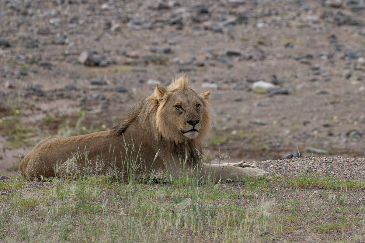 Male lion on the lookout for giraffe in the Hoanib River valley