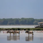 Amboseli Kenya - Kilpin Safari