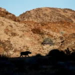Black Rhino-Namibia - Kilpin Safari