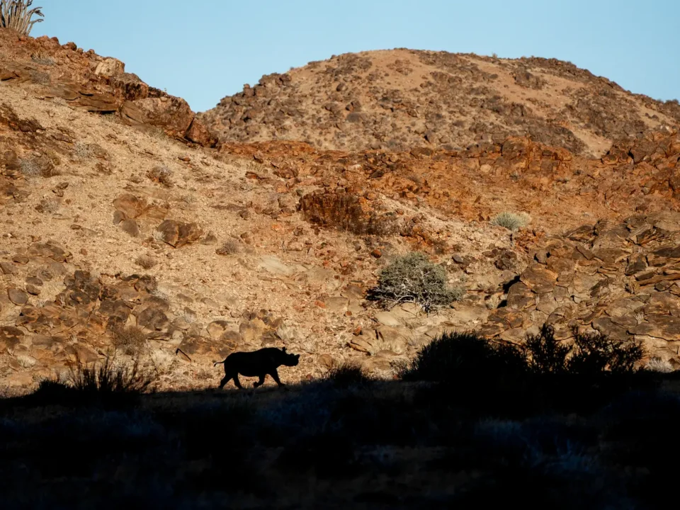Black Rhino-Namibia - Kilpin Safari