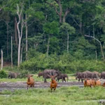 Bongo Dzanga - Kilpin Safari