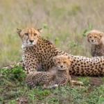Cheetah in Phindai - Kilpin Safari
