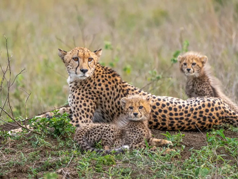 Cheetah in Phindai - Kilpin Safari