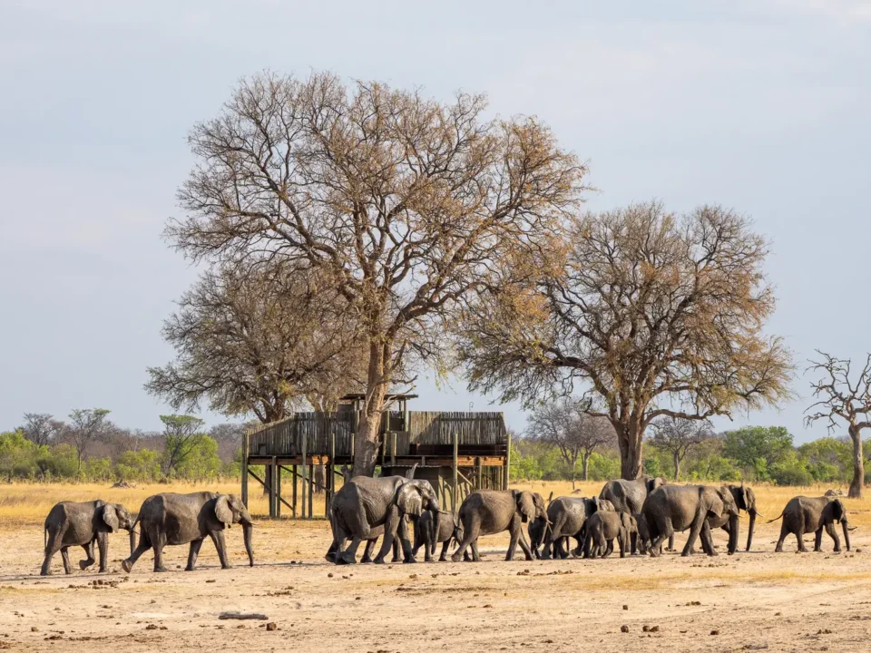 Elephant in Hwange - Kilpin Safari