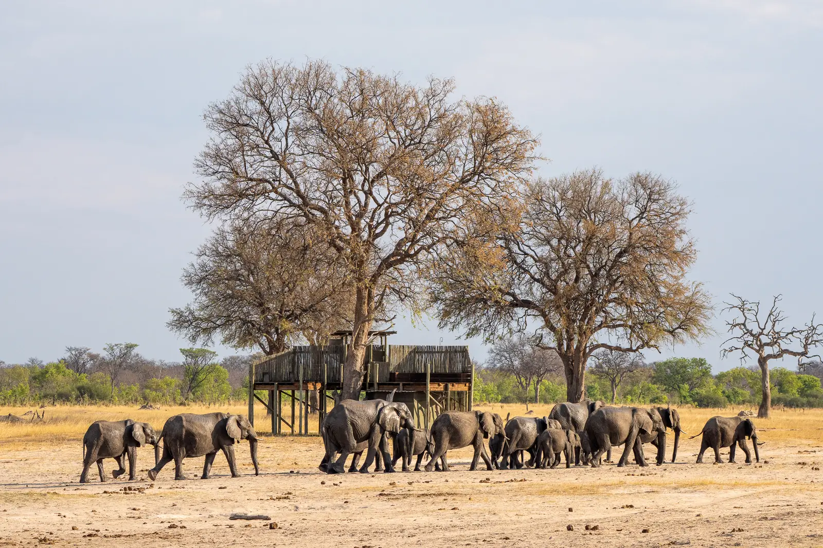 Elephant in Hwange - Kilpin Safari