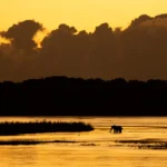Elephant in Zambezi - Kilpin Safari
