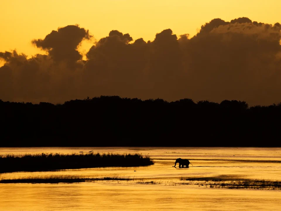 Elephant in Zambezi - Kilpin Safari