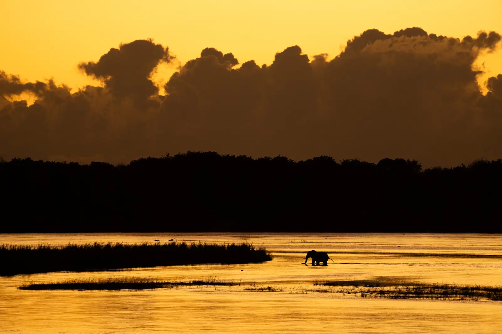 Elephant in Zambezi - Kilpin Safari
