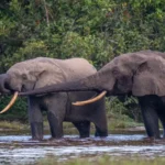 Elephants in Odzala - Kilpin Safari