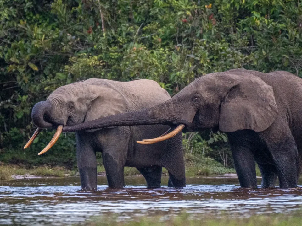 Elephants in Odzala - Kilpin Safari