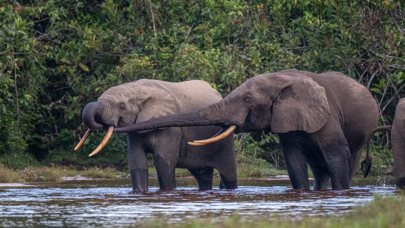 Elephants in Odzala - Kilpin Safari