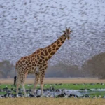 Giraffe in Zakouma - Kilpin Safari