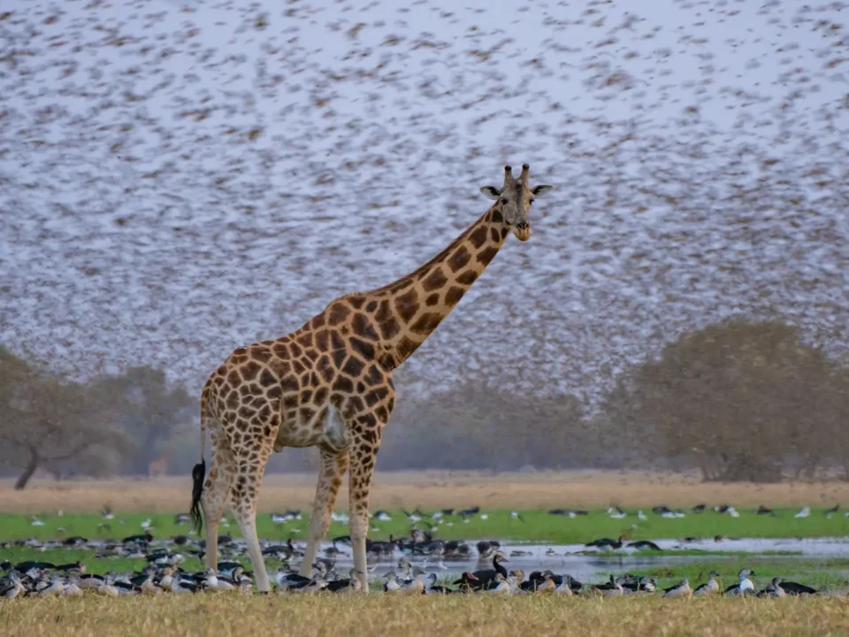 Giraffe in Zakouma - Kilpin Safari