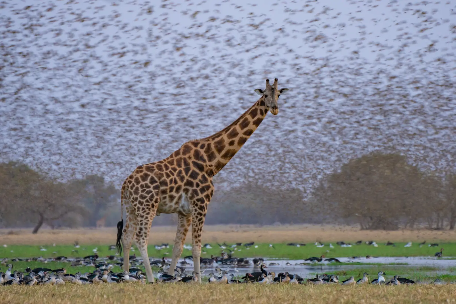 Giraffe in Zakouma - Kilpin Safari