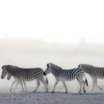 Zebra Makgadigadii - Kilpin Safari