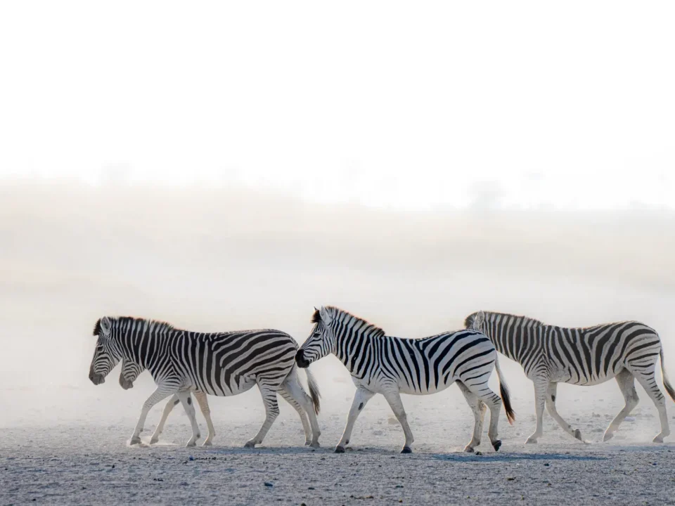 Zebra Makgadigadii - Kilpin Safari