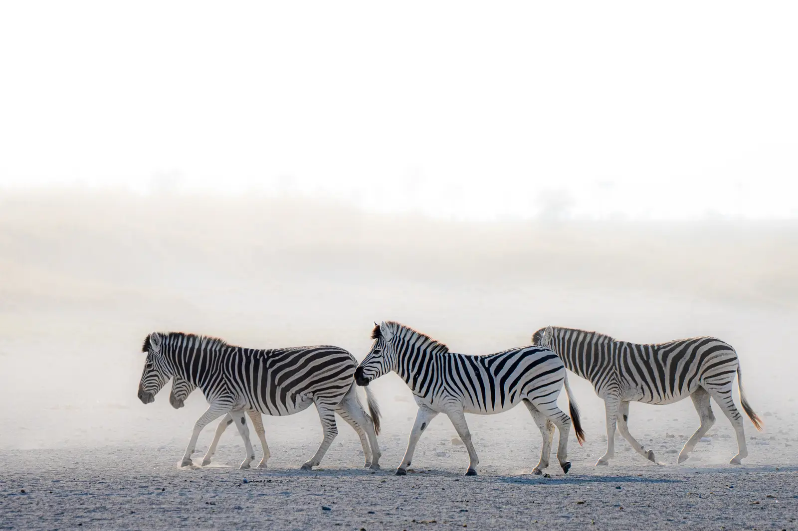 Zebra Makgadigadii - Kilpin Safari