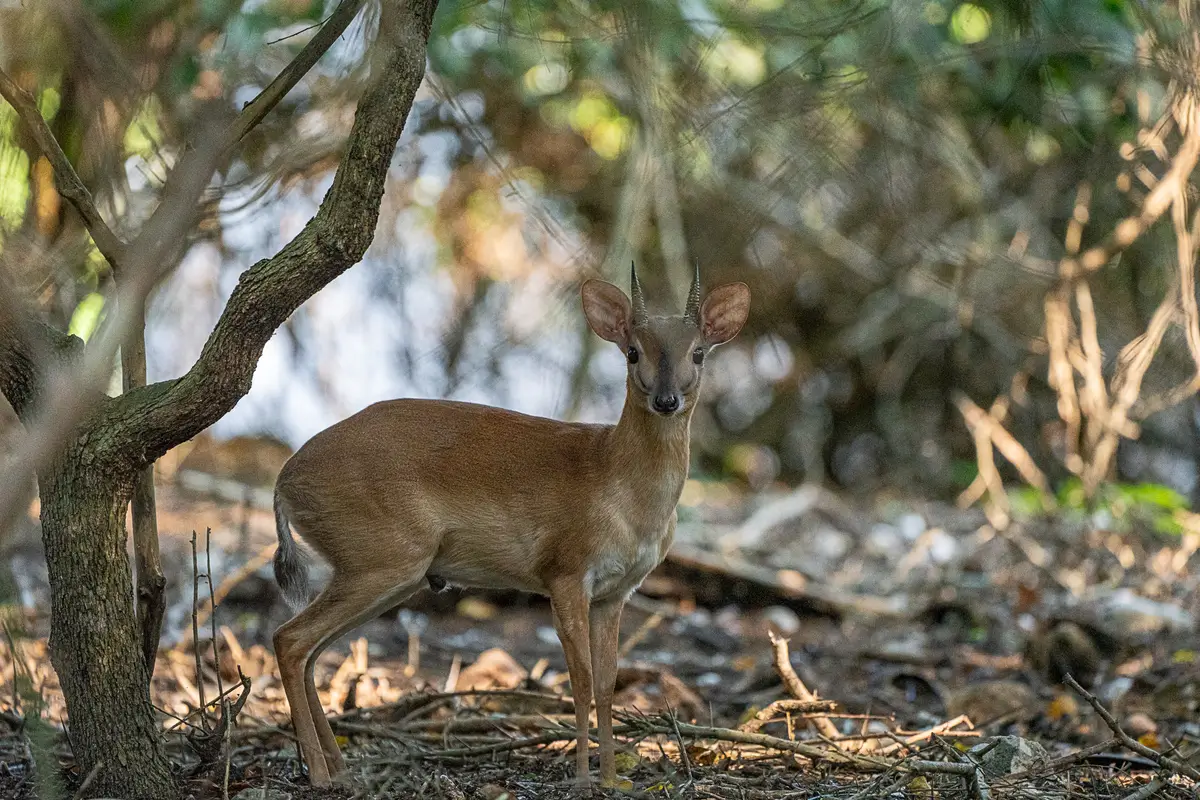 Bazaruto - African Parks - Kilpin Safari