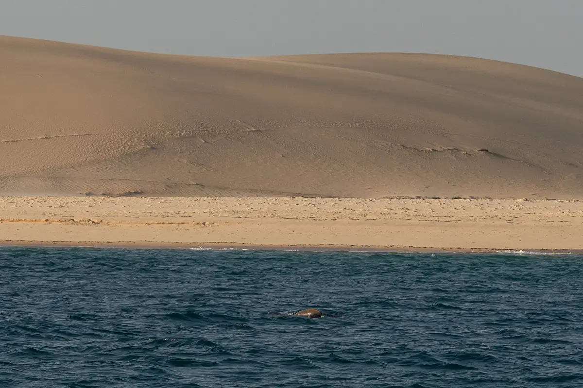 Bazaruto - African Parks - Kilpin Safari
