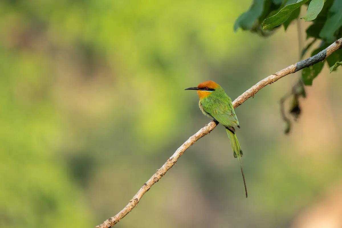 Bohm's Bee-eater Tongole