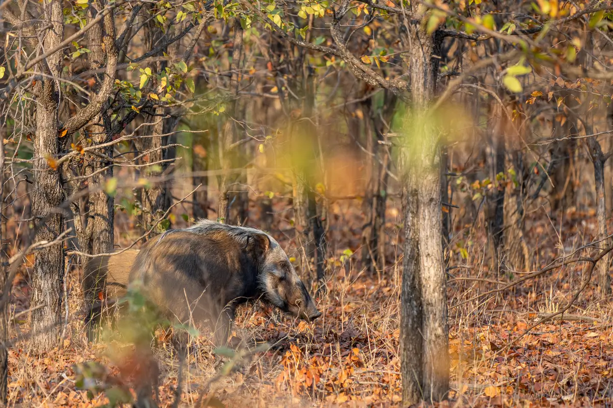 Bushpig Liwonde
