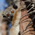 Lemurs in Madagascar - Kilpin Safari