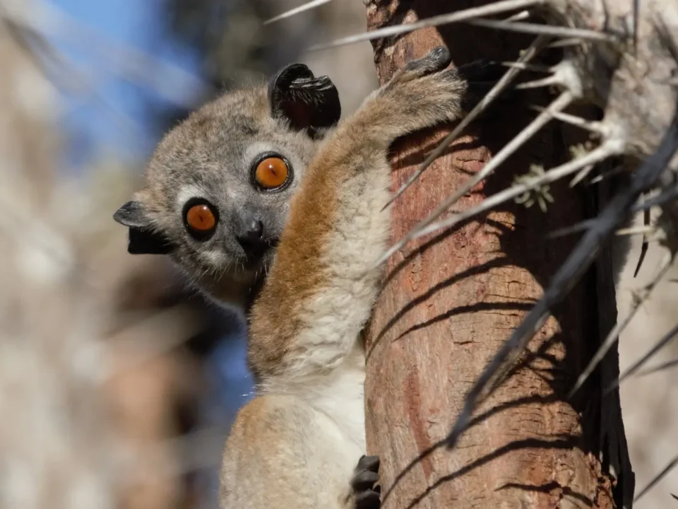 Lemurs in Madagascar - Kilpin Safari