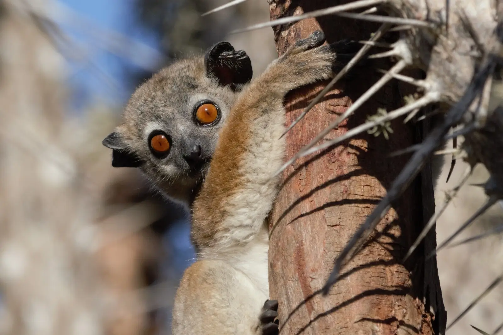 Lemurs in Madagascar - Kilpin Safari