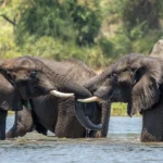 Elephants in Shire River - Kilpin Safari