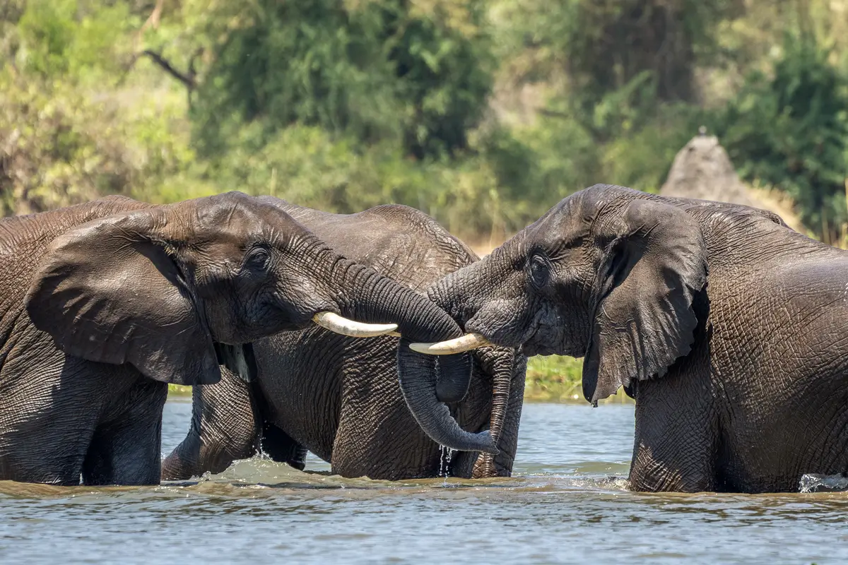 Elephants Shire River