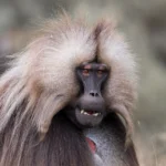 Gelada Ethiopia - Kilpin Safari