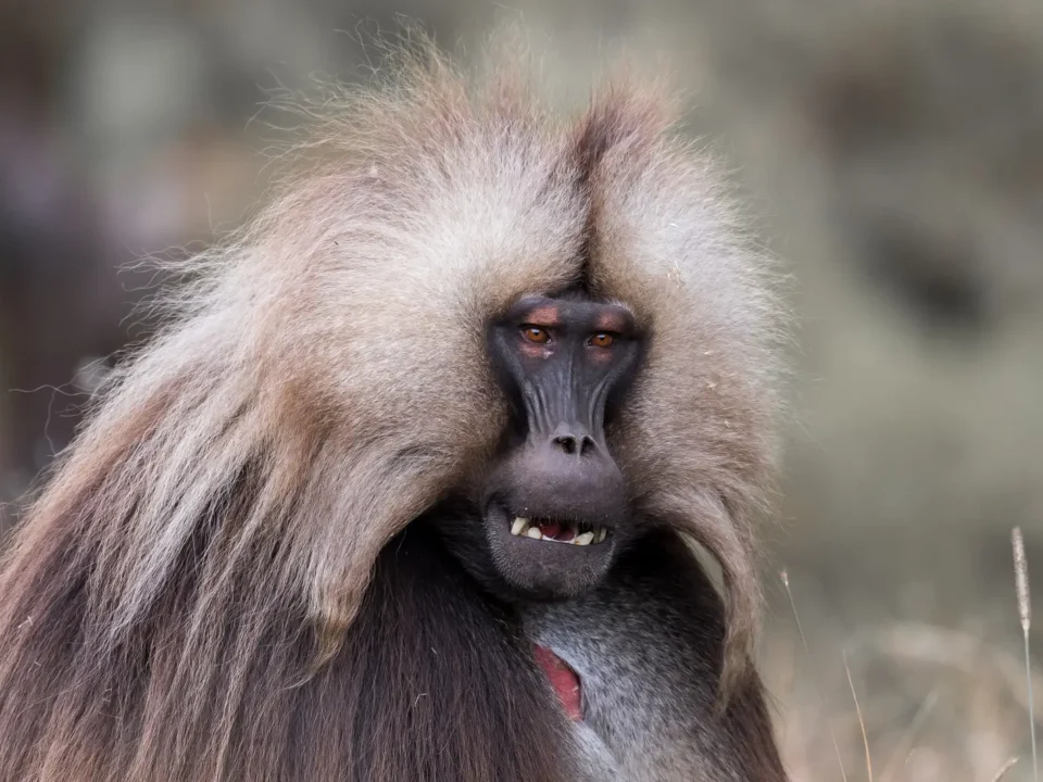 Gelada Ethiopia - Kilpin Safari