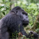Gorilla Kahuzi - Kilpin Safari