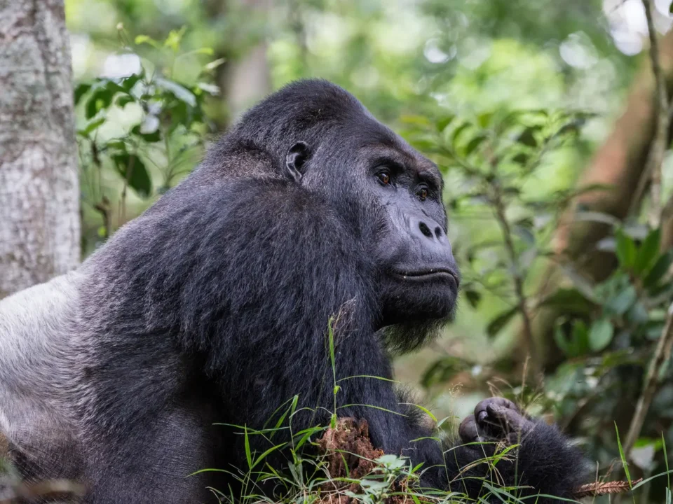 Gorilla Kahuzi - Kilpin Safari