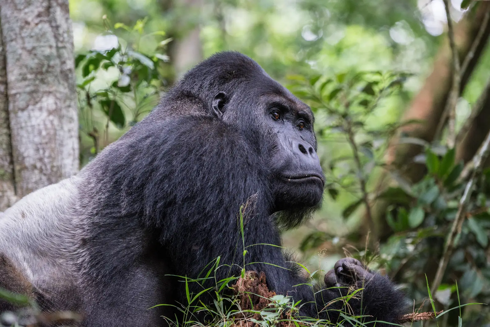 Gorilla Kahuzi - Kilpin Safari