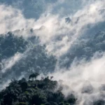 Nyungwe Rwanda - Kilpin Safari