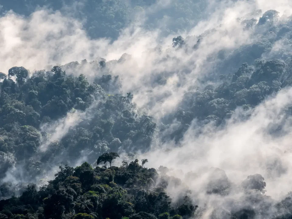 Nyungwe Rwanda - Kilpin Safari
