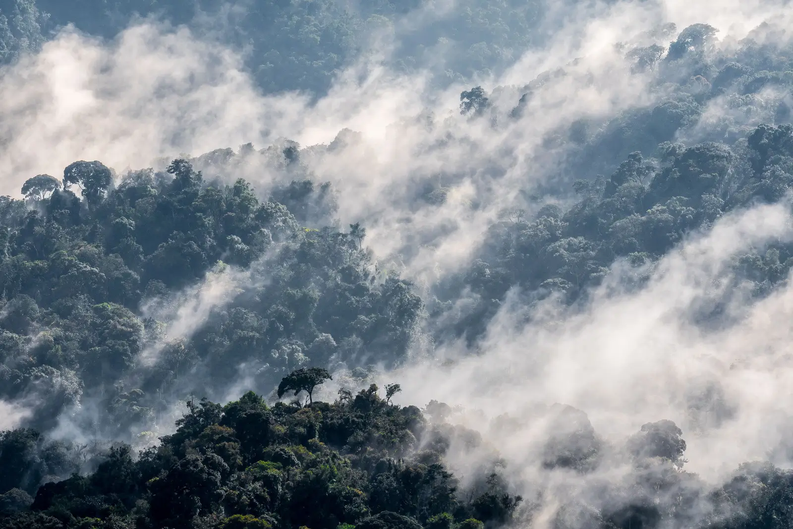 Nyungwe Rwanda - Kilpin Safari