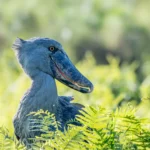 Shoebill Uganda - Kilpin Safari